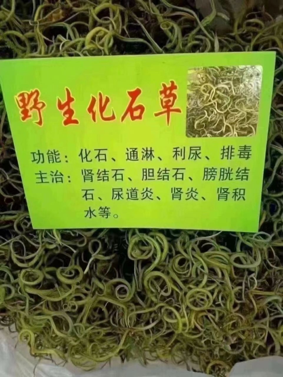 结石的克星——野生化石草 胆结石!肾结石!尿路结石!尿道炎!肾虚!