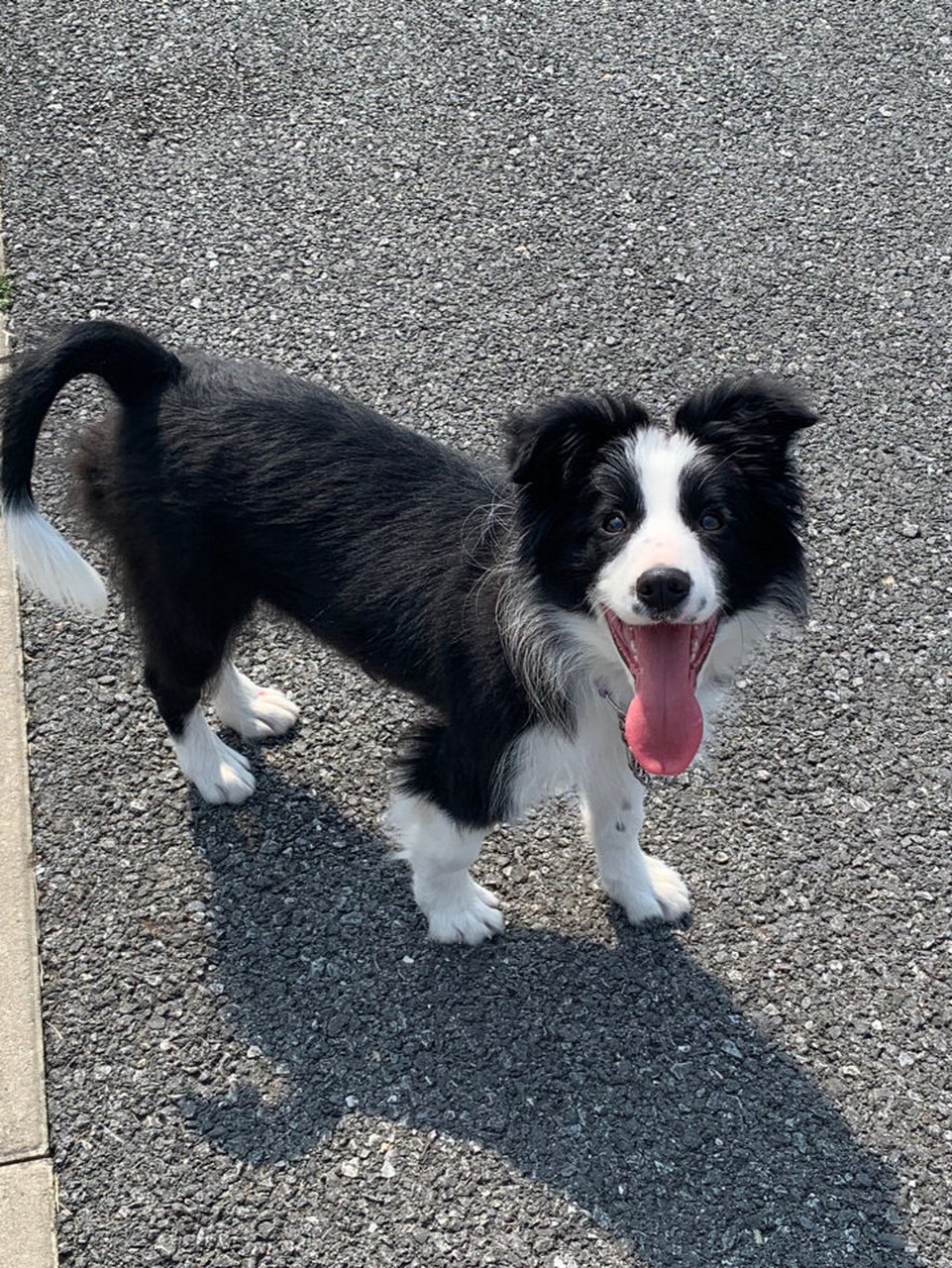 五个月尴尬期的边牧