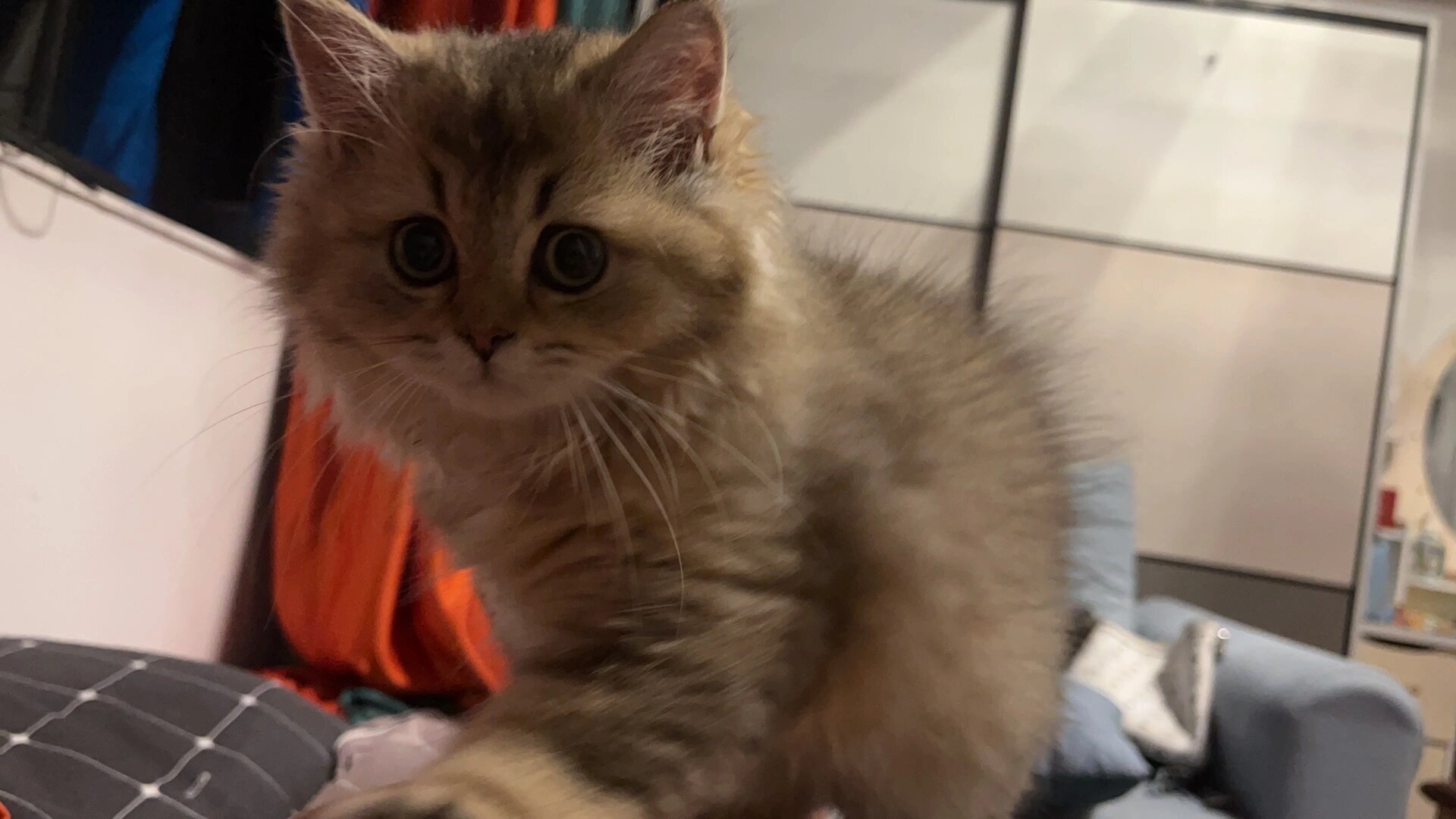 长毛黑金渐层从两个月到四个月的蜕变