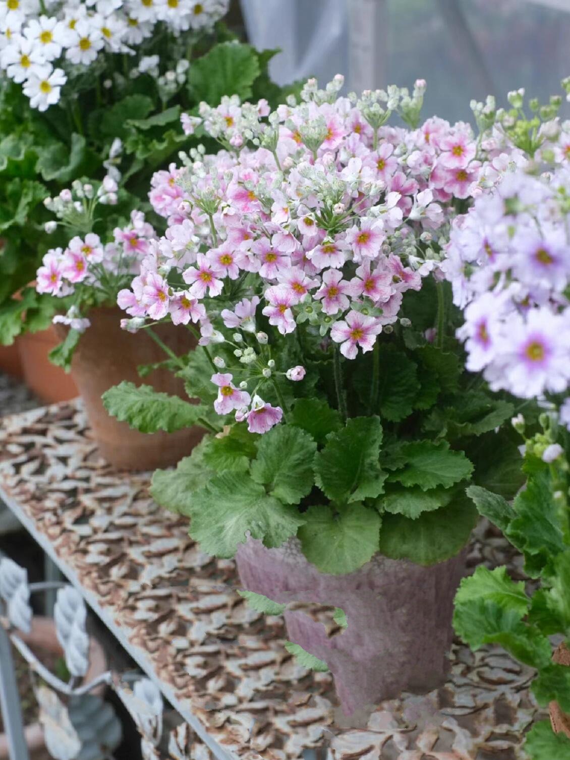 恋人手中樱花草94|冬日暖阳系列 恋人手中樱花草,春彩漫步的微笑