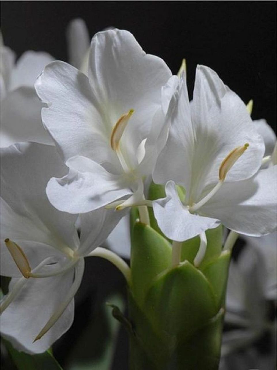 今日分享-姜花 姜花的花语是将记忆永远留在夏天,寓意着情有独钟,与世