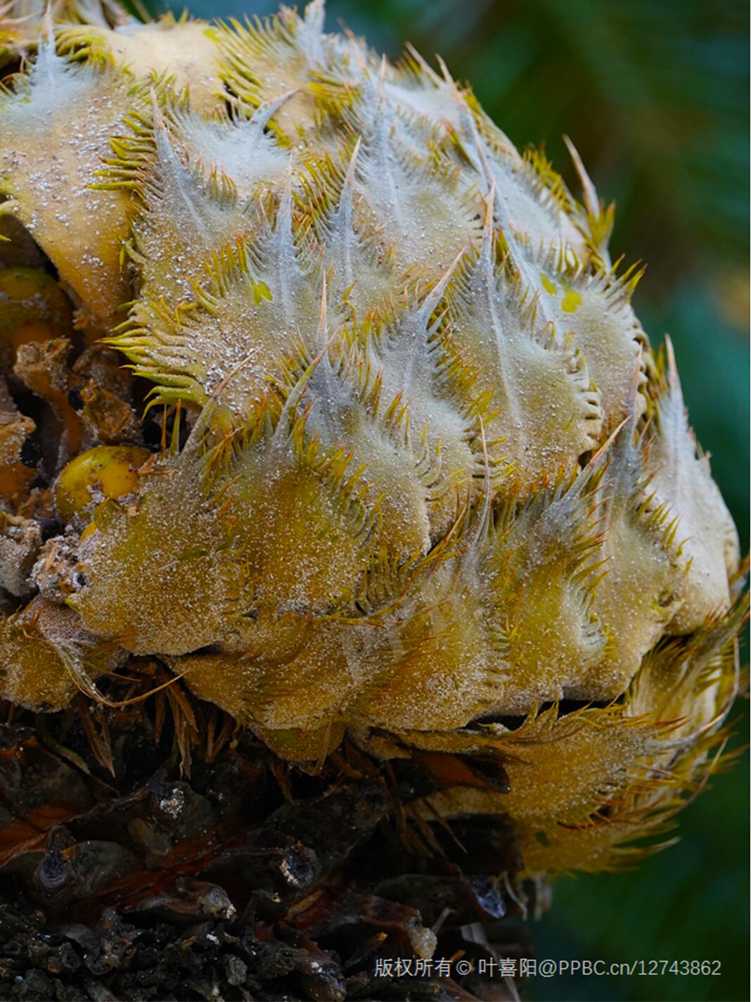 篦齿苏铁 国家一级保护野生植物裸子植物门 gymnospermae 苏铁科