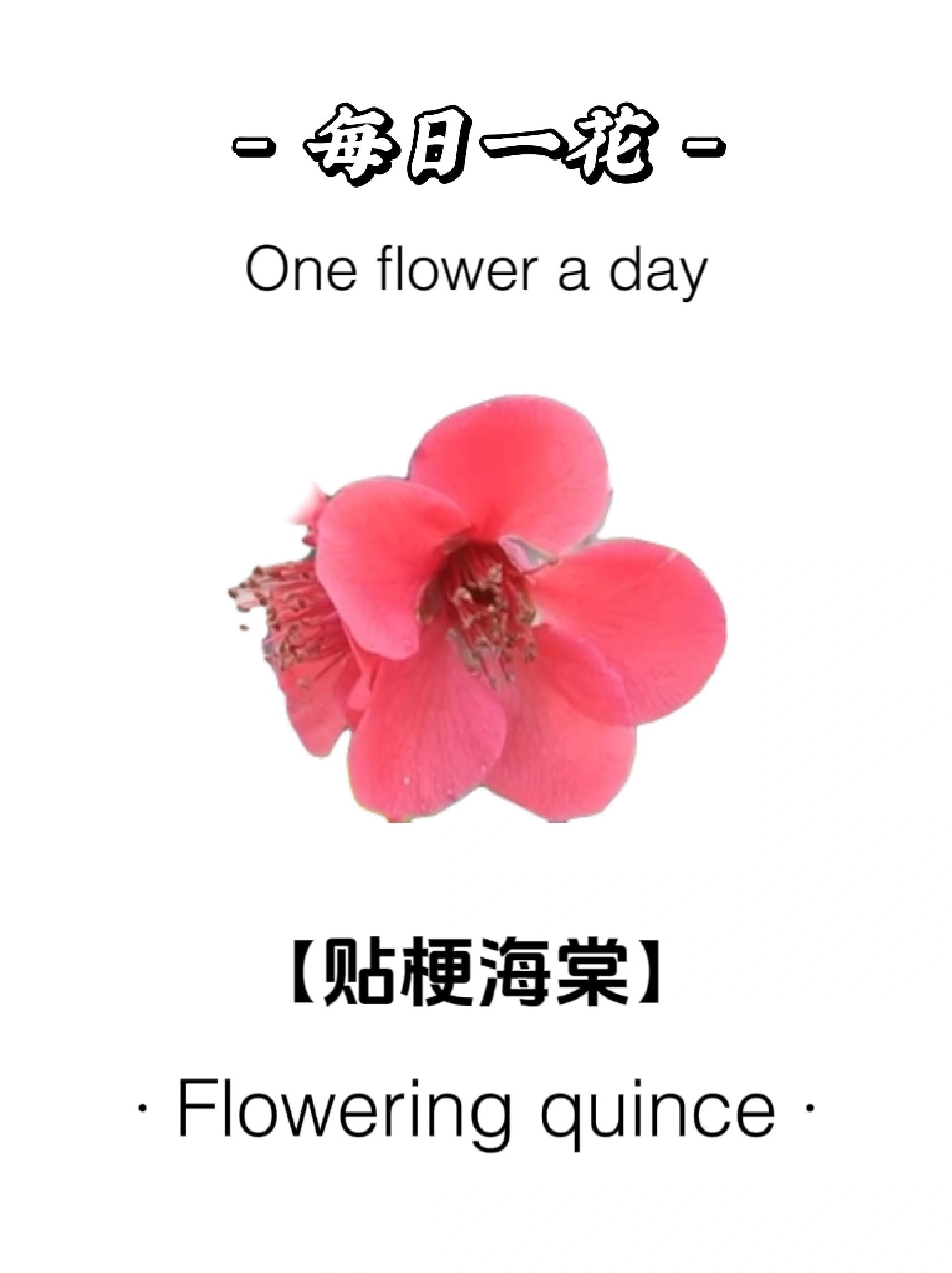 floweringquince图片