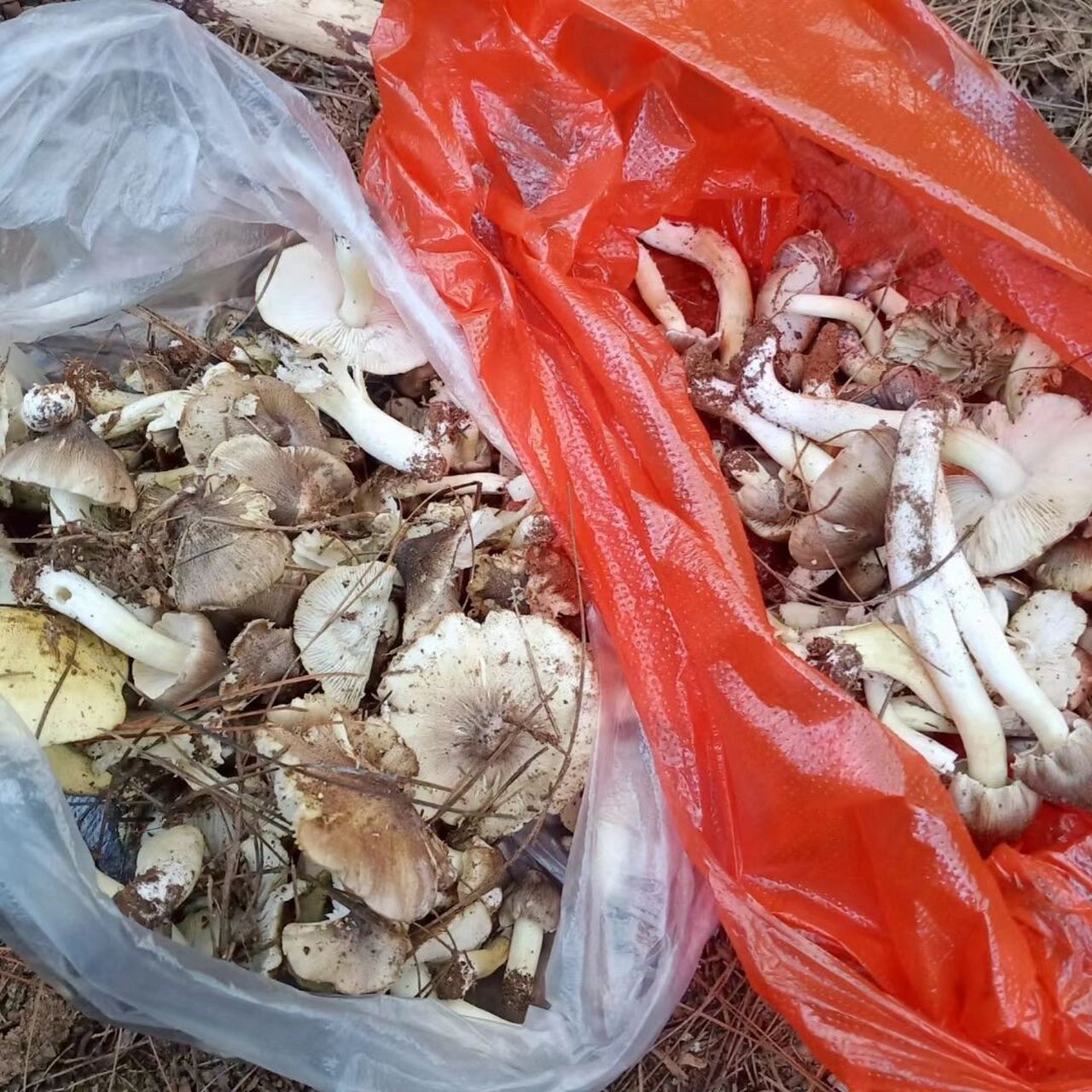 我们这里叫荞面菌,你们怎么叫?