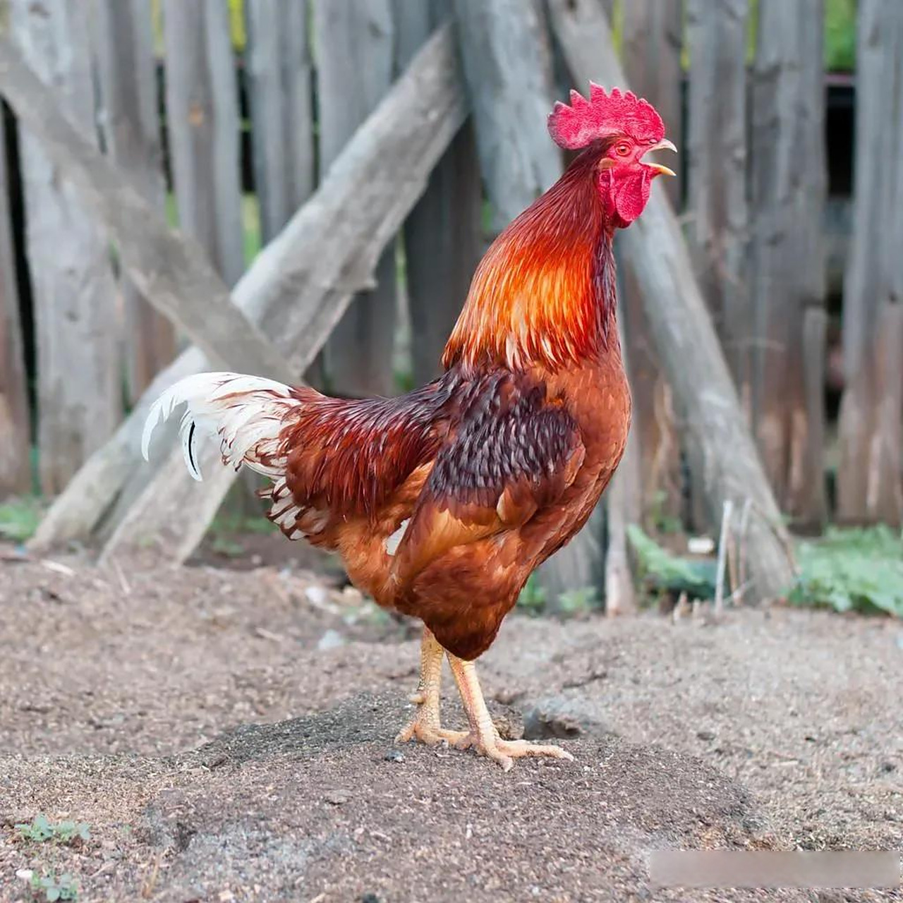 公鸡通过打鸣宣示自己的存在,标记出自己的领地范围,警告其他公鸡不要