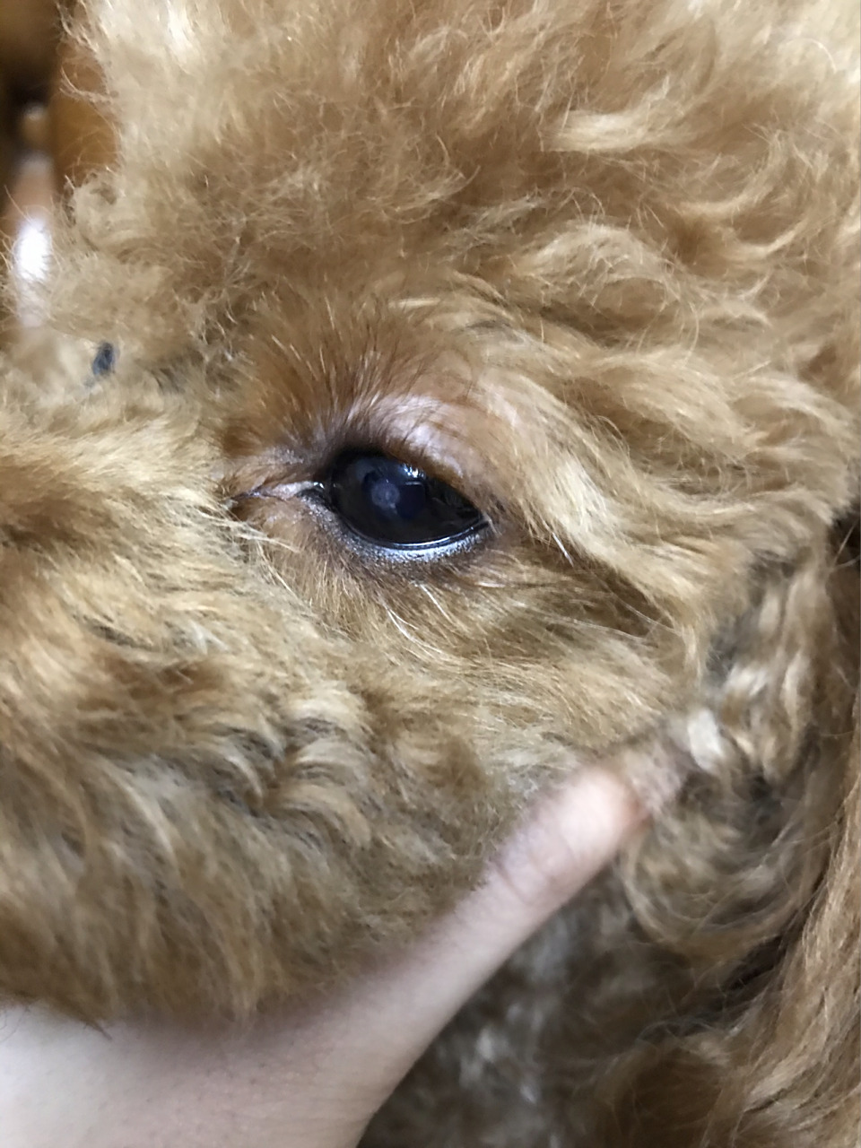 狗狗眼睛白点扩散了!