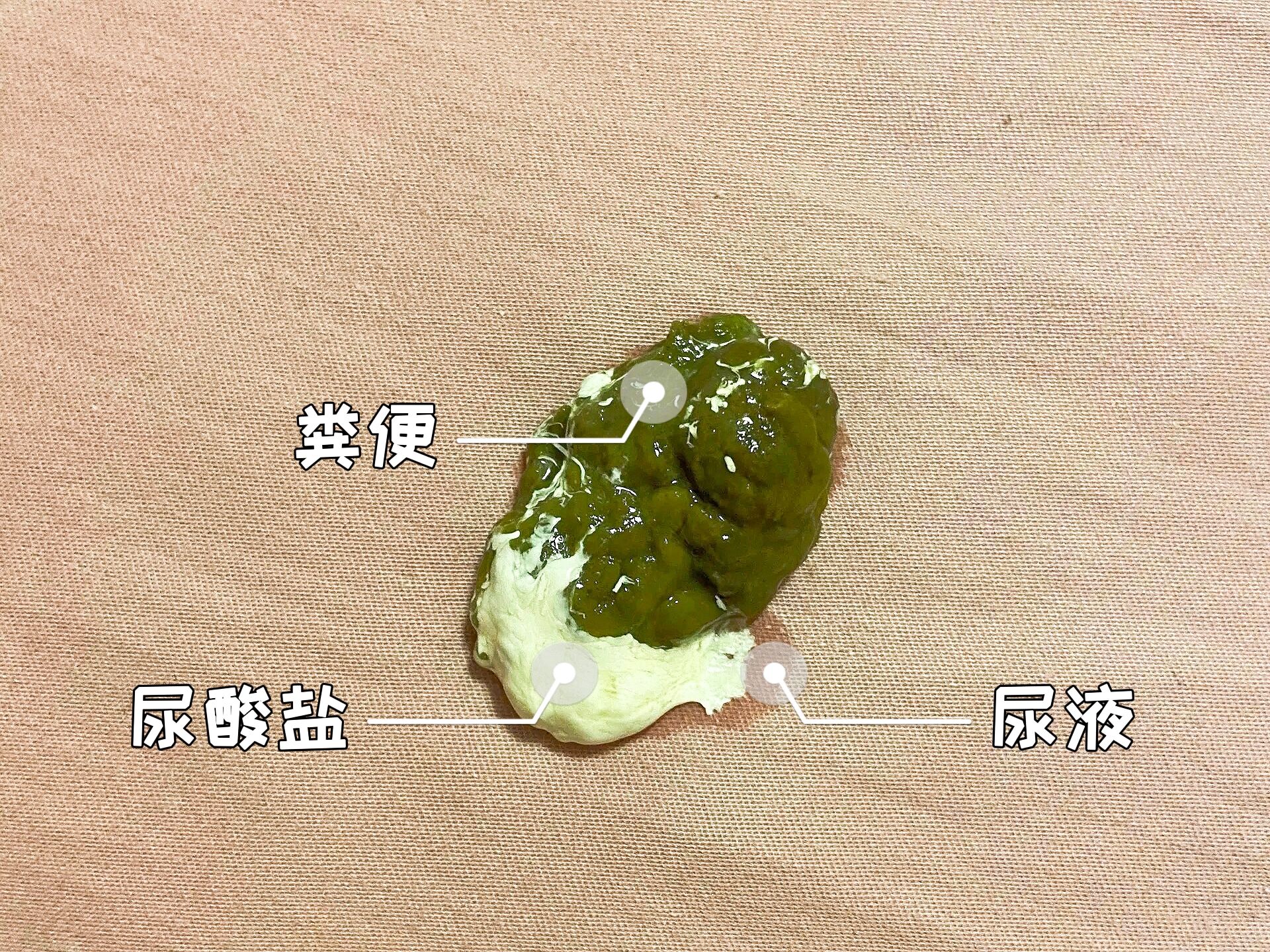 鸟粪便对照图图片