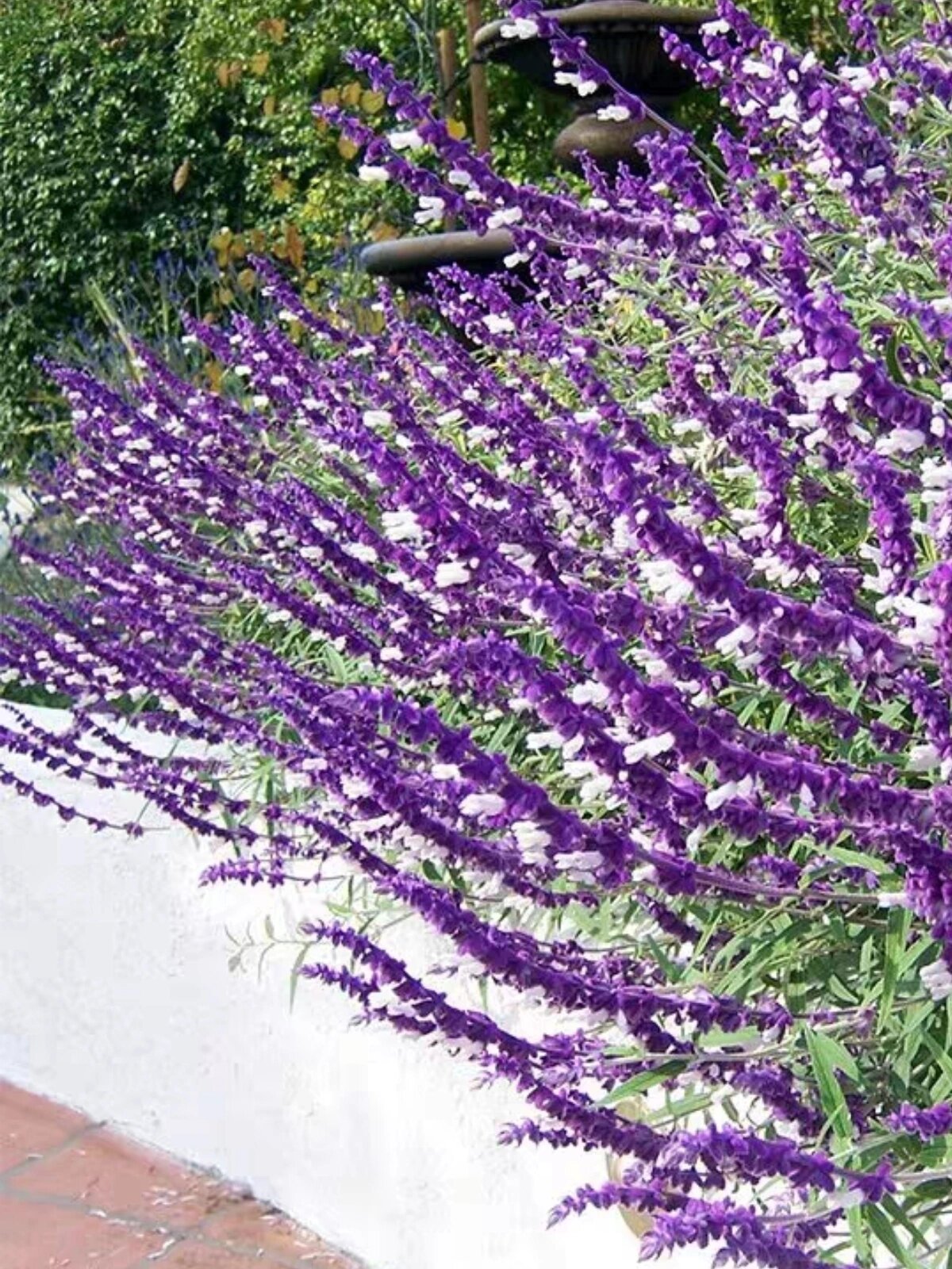 每天认识一种花02 day11 ▏紫绒鼠尾草 又叫墨西哥鼠尾草,原产于