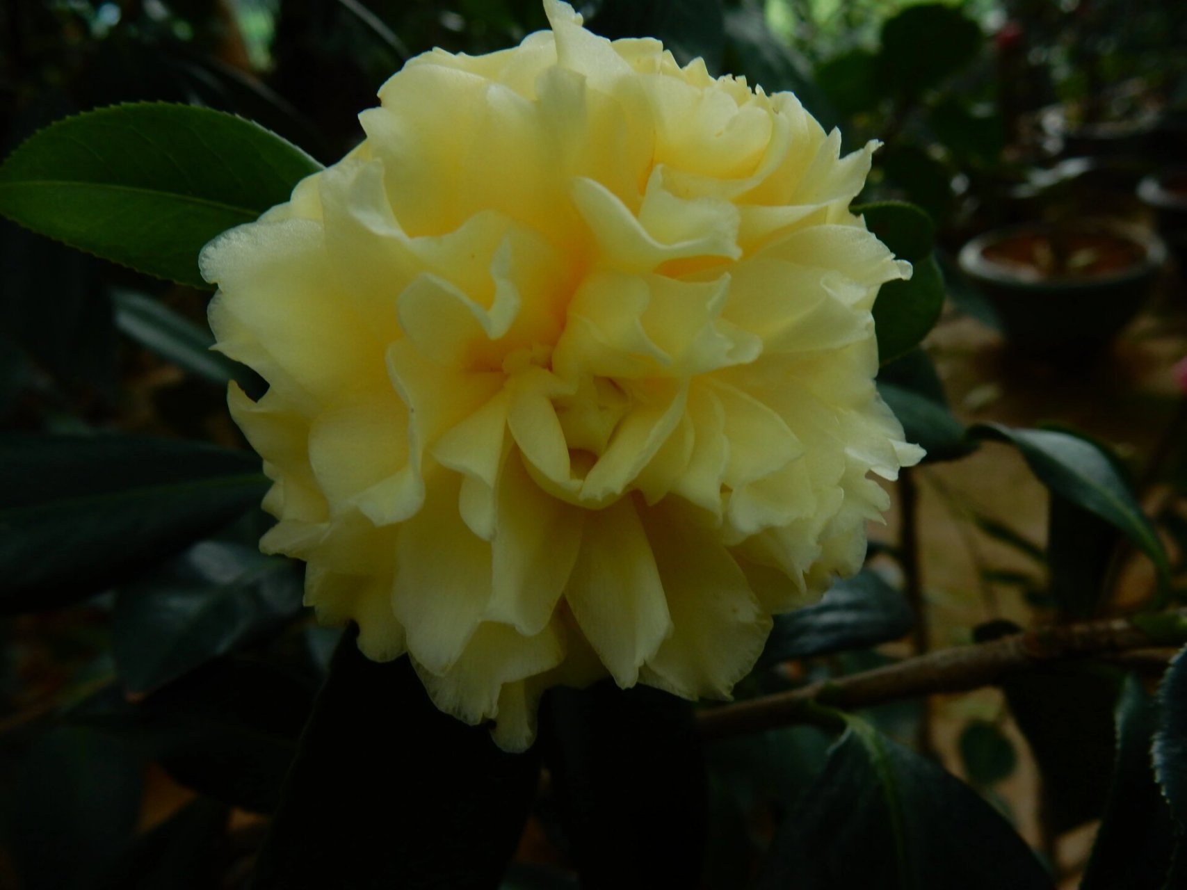 正黄旗 茶花新品~正黄旗 茶花正黄旗是日本培育带有金花茶黄色基因的