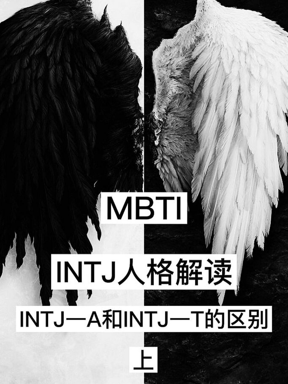 intj-t图片