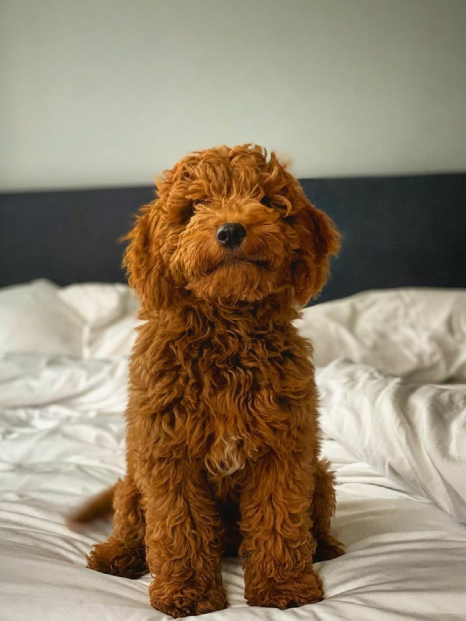 金贵犬是金毛犬和贵宾犬杂交的狗狗,英文名:goldendoodle,中文名字