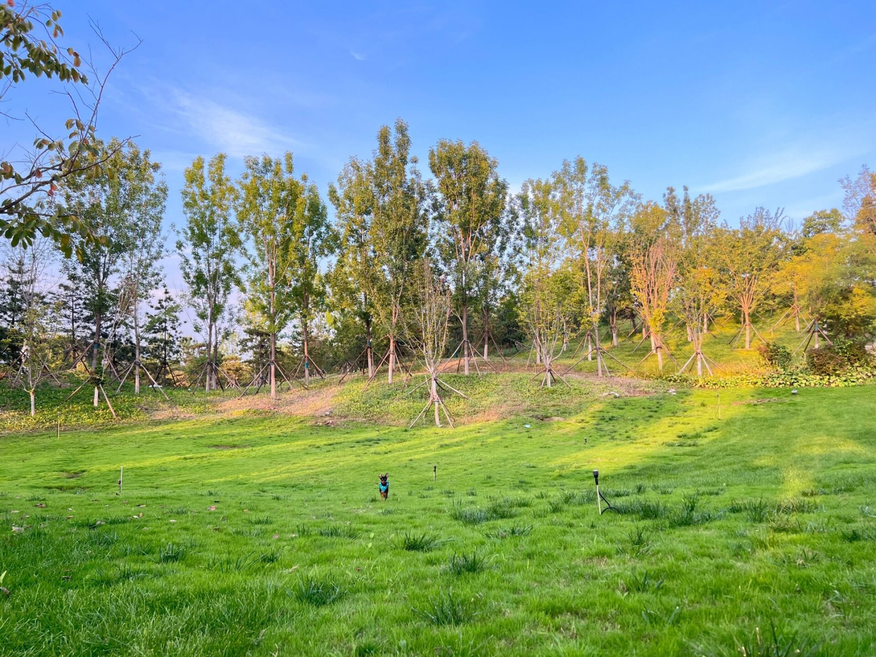 北京自驾2小时雄安新区宠物友好【悦容公园】 导航01:悦容公园(河北