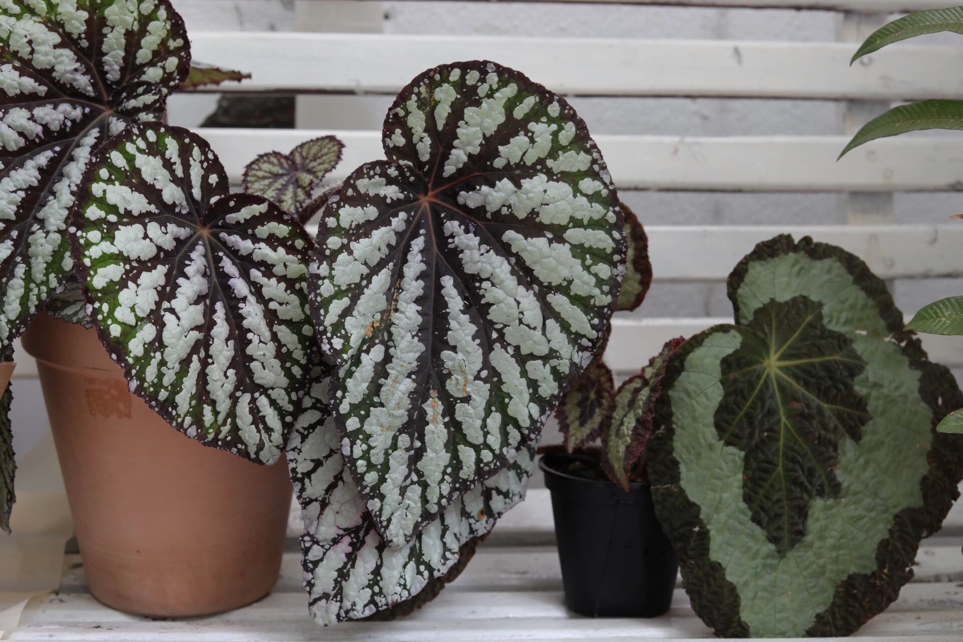 大王秋海棠一个月前后对比 图36615是一个月前拍的 参照物: 高24