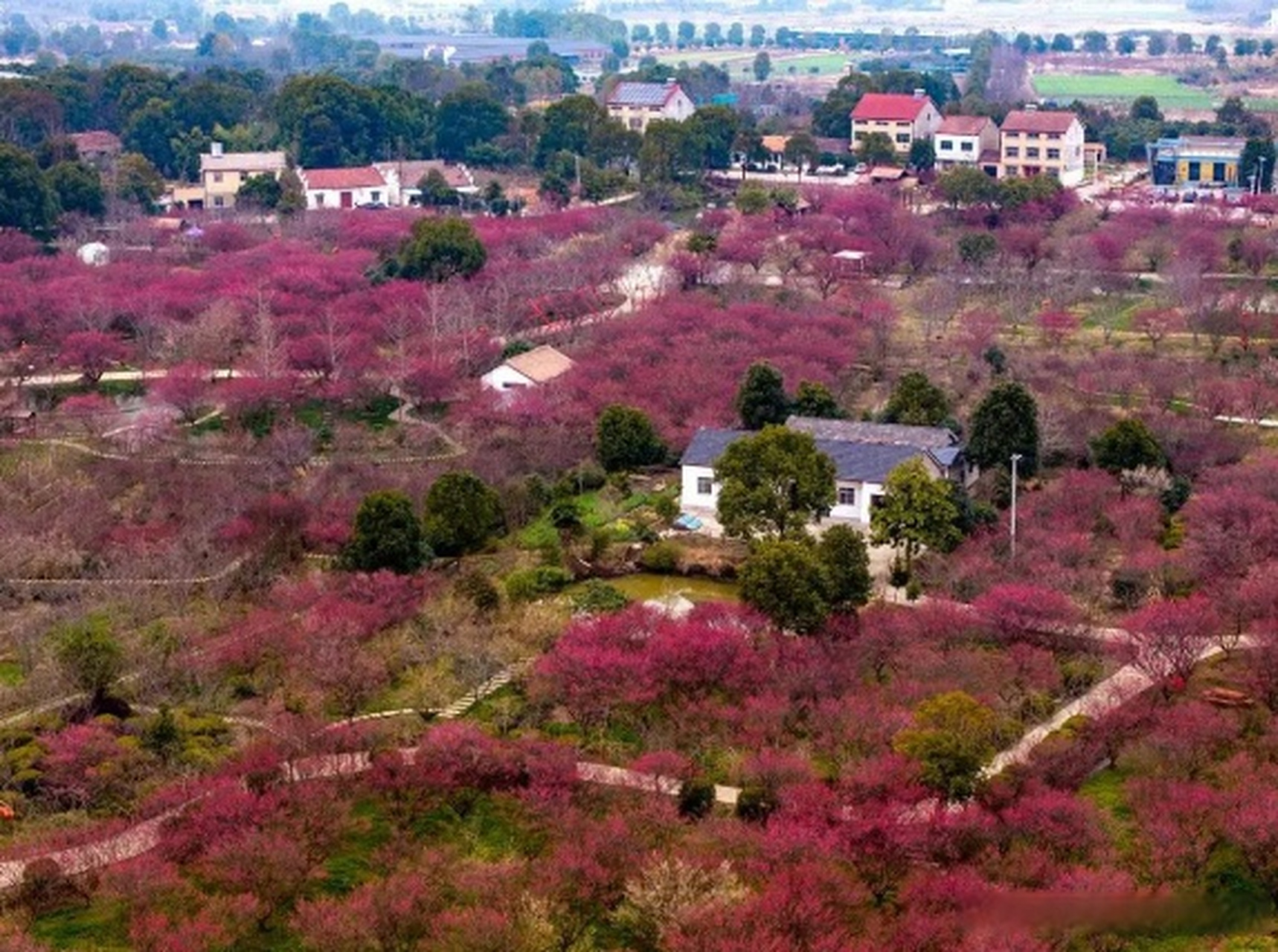 荆州八岭山恒荣梅园图片