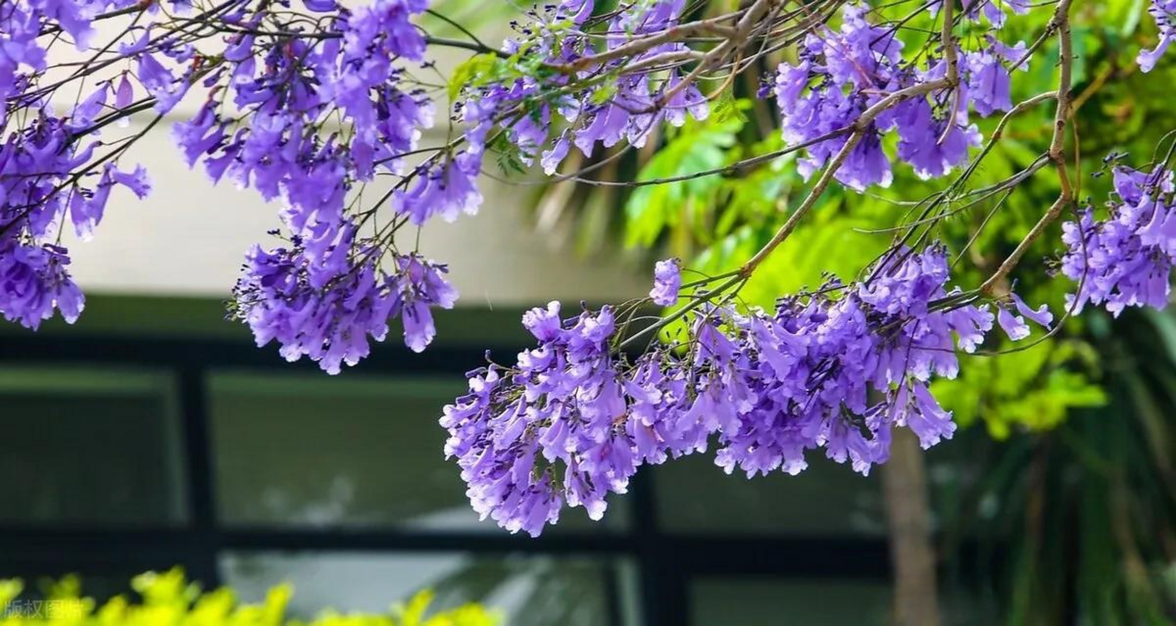 don )是紫葳科蓝花楹属的落叶乔木,叶对生,花蓝色,花萼筒状,花冠筒