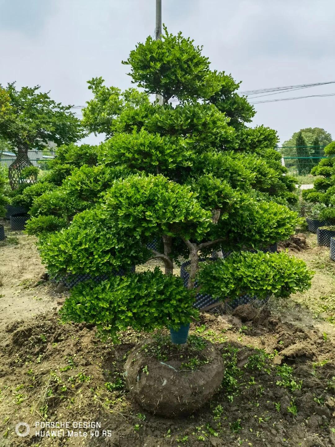 万年青树造型图片图片