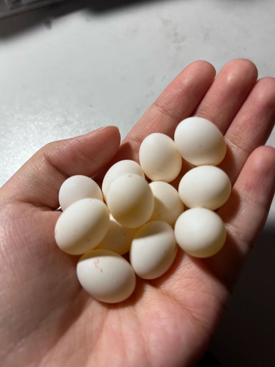 有没有吃过鹦鹉蛋的 孩子下太多蛋了,扔了又可惜了,就和室友一起煮了