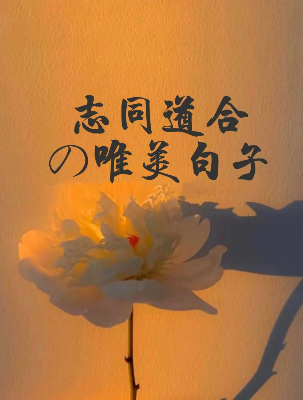 志同道合的唯美句子 向海风许愿,在山海相见 你是比清风明月,更难得的