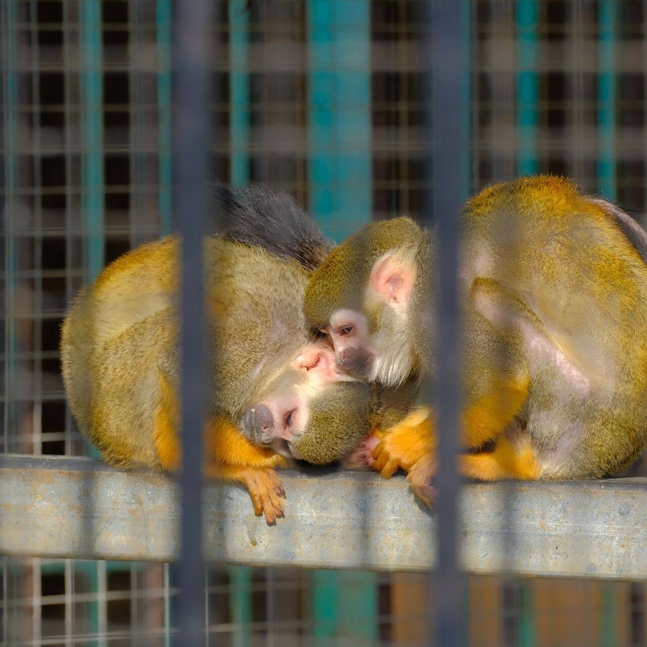 南京珍珠泉动物园能不能整改一下.