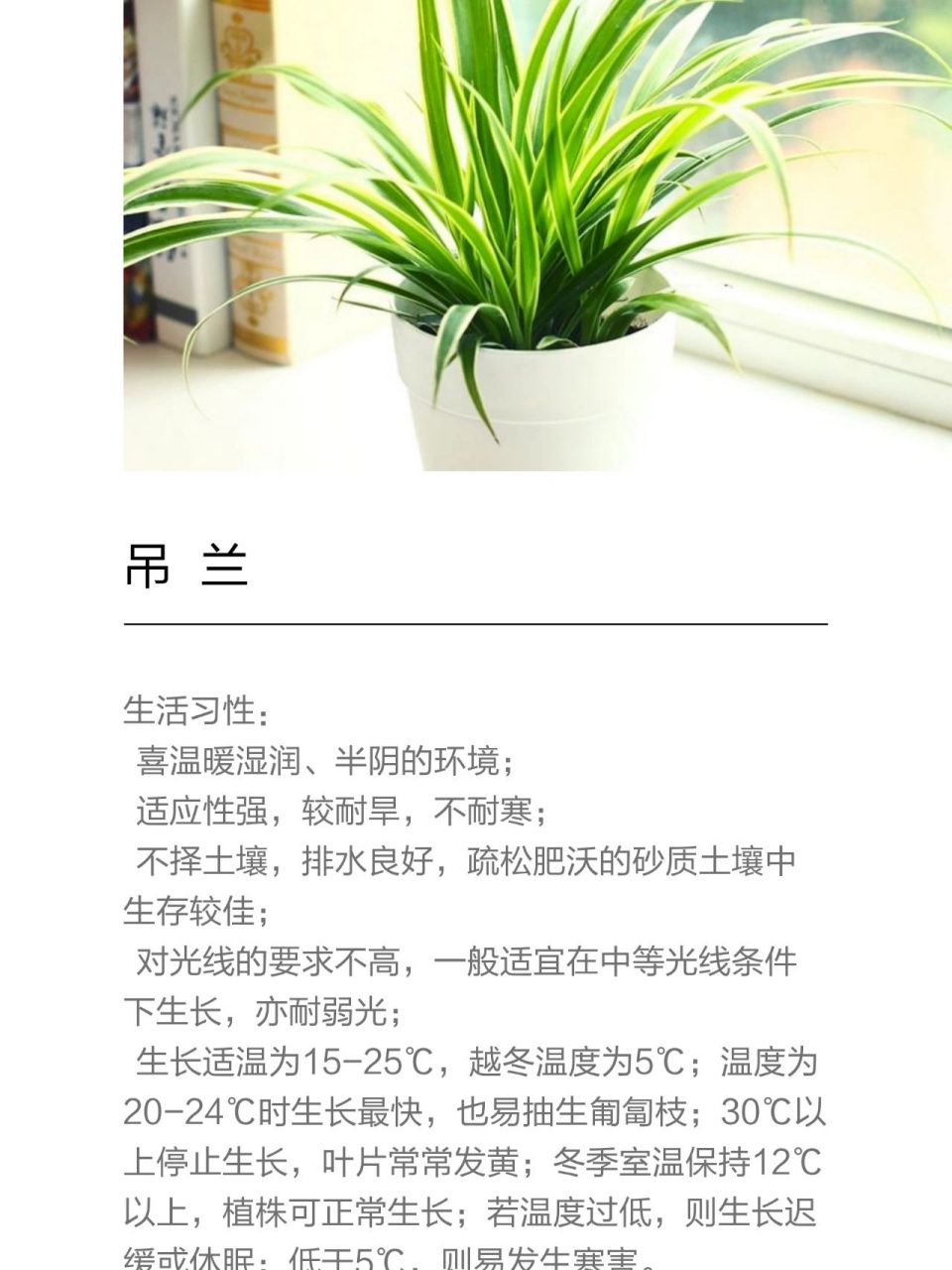 吊兰植物生长记录表图片