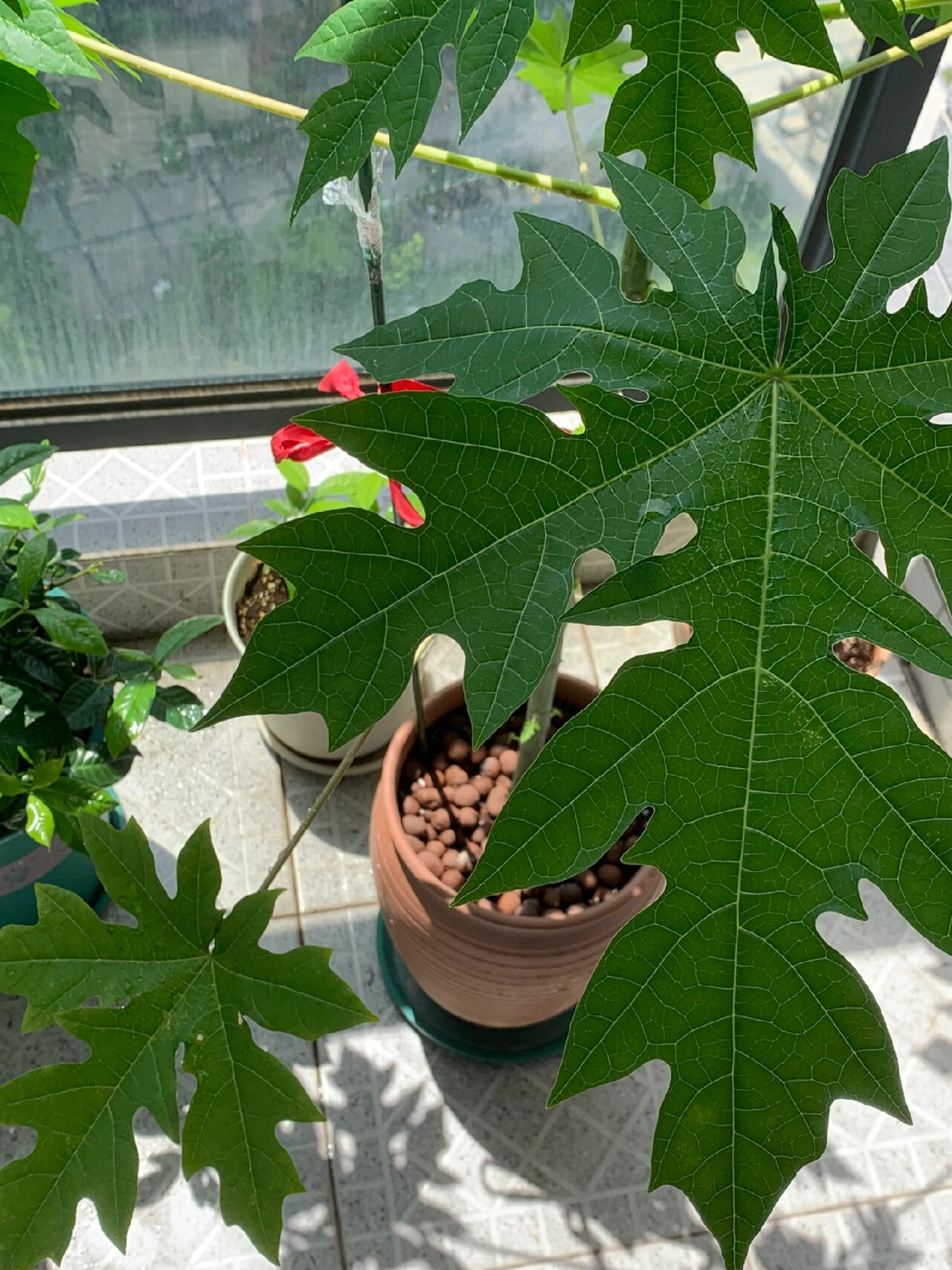 阳台种植-木瓜木瓜 非常随意的泡了几颗吃剩下的木瓜种子埋土里,意外