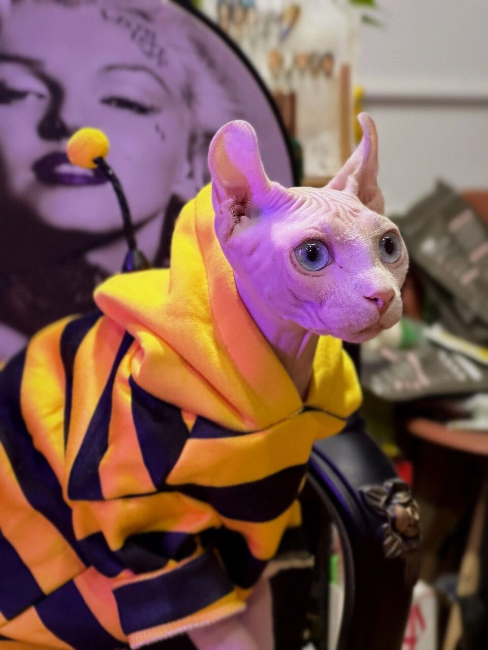 哦,原来是我家的#猫咪日常# #无毛猫# #無毛猫# #斯芬克斯# #精灵耳