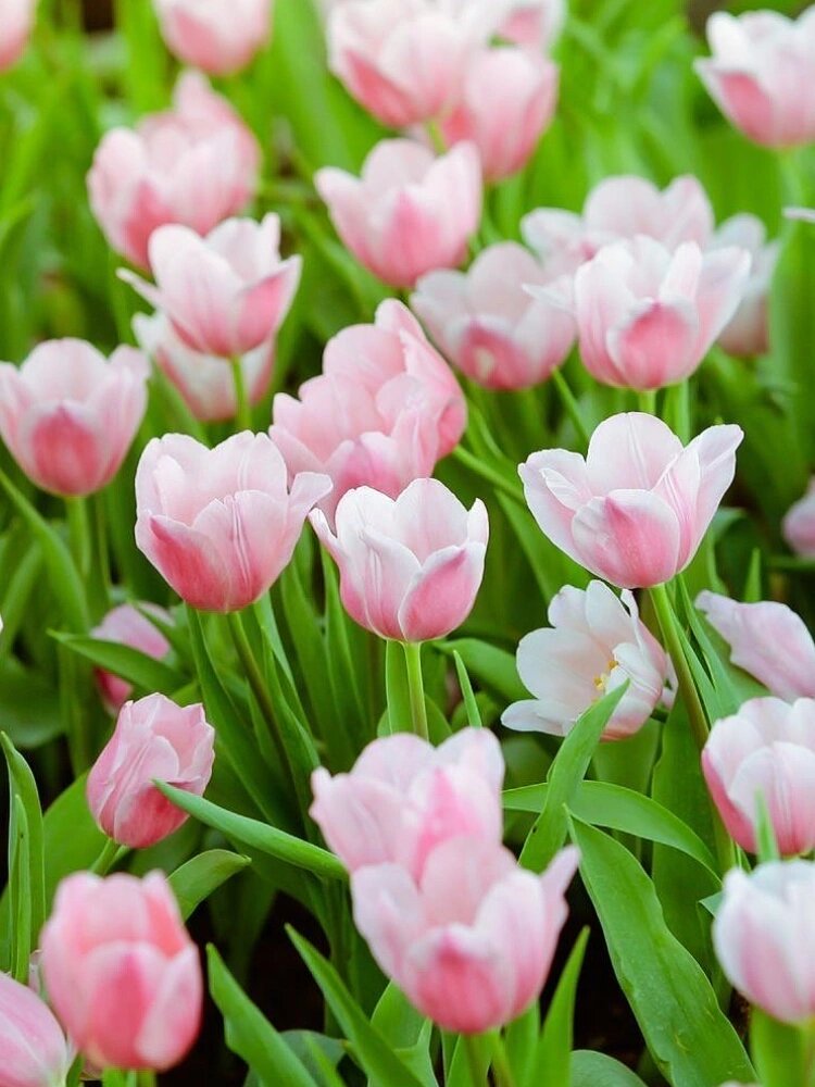 木植百科#郁金香# 7915我是谁?