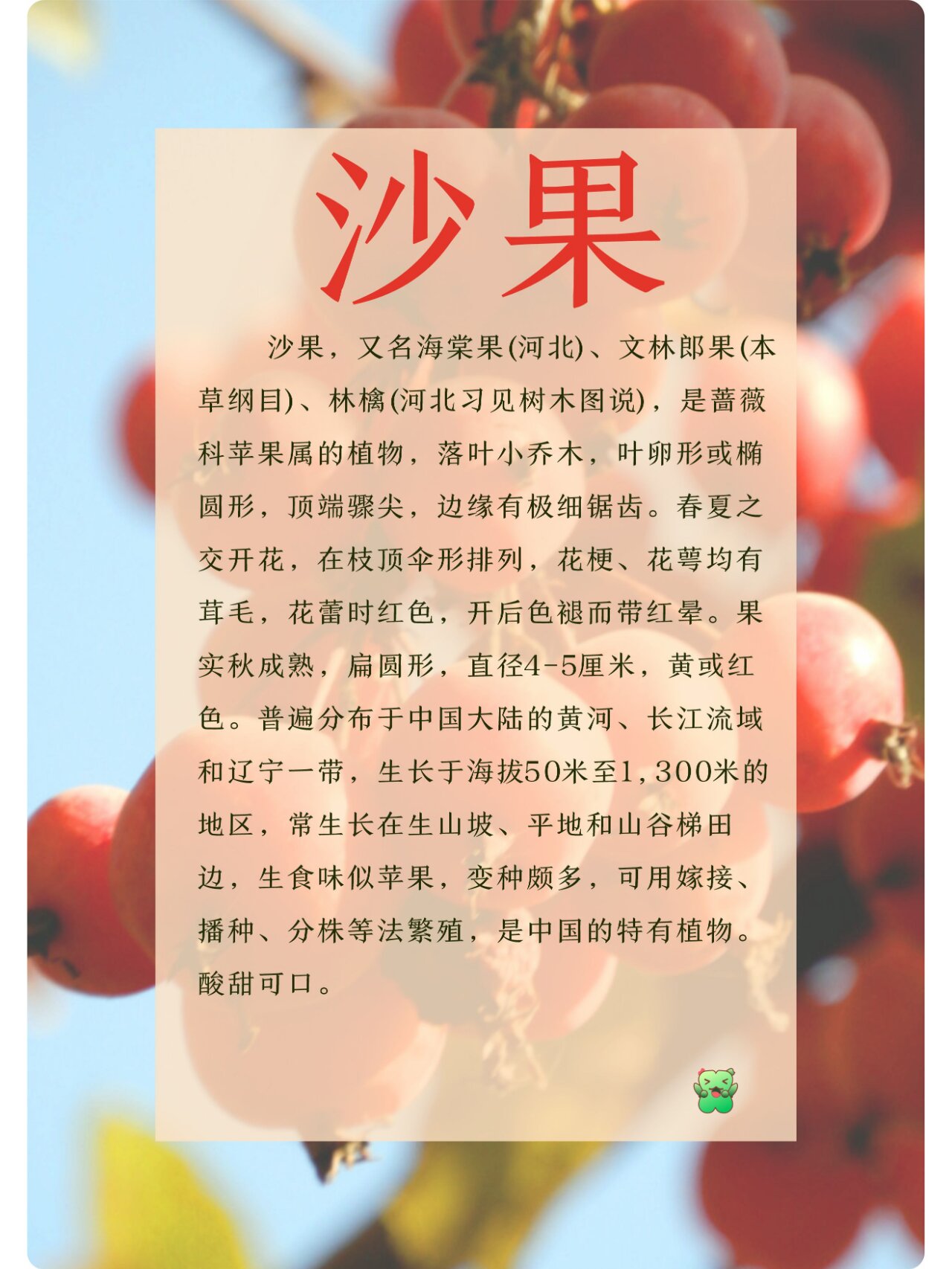 沙果具有良好止泻痢的作用食疗佳品.