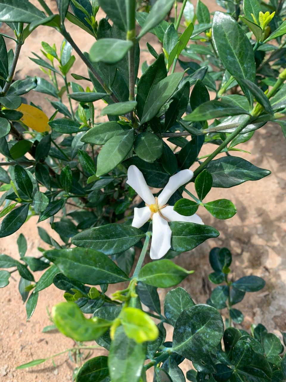 进口喜黛玉栀子花四季开花浓香花卉达摩栀子 基地浓香花卉大量进口喜