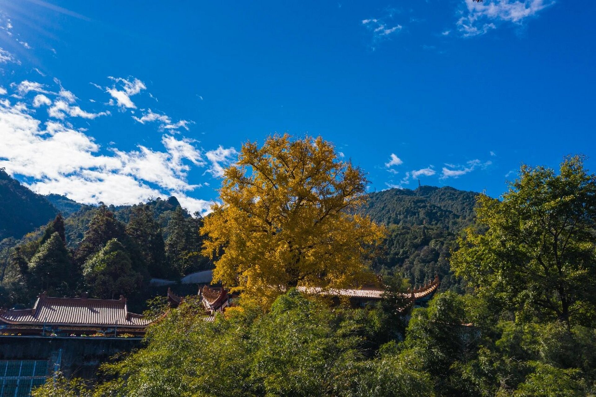 宁德南漈山·龙楸寺 金黄的银杏叶,泛着深秋的味道