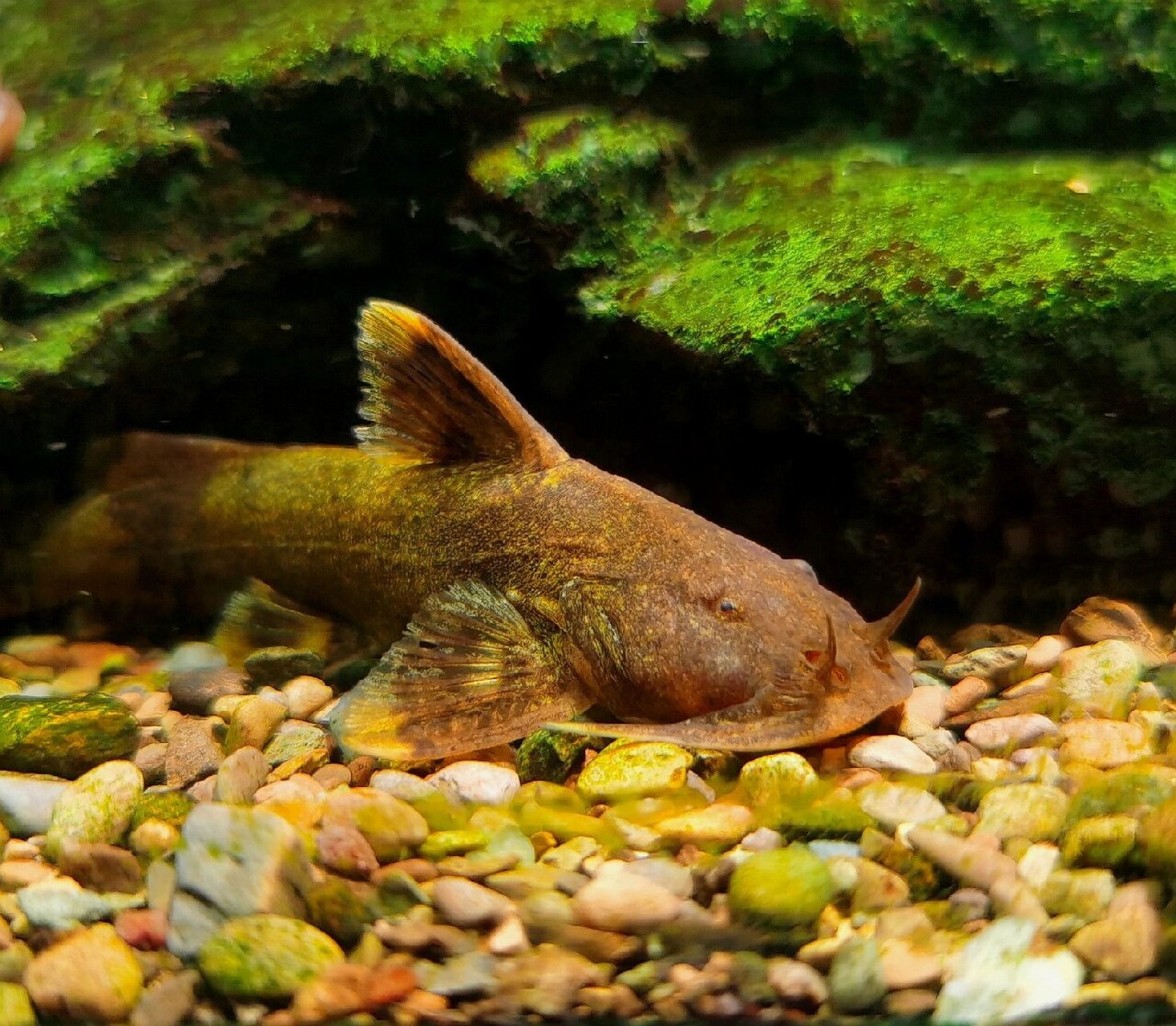 glyptothorax sinense)别称石黄姑,石爬子,为鮡科纹胸鮡属的鱼类,是