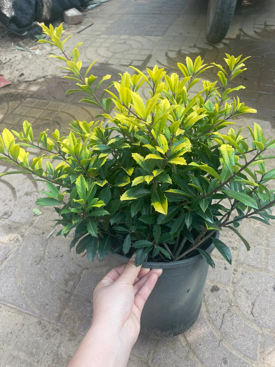 黄金枸骨 适合庭院栽种,绿化都可以,耐寒,耐旱