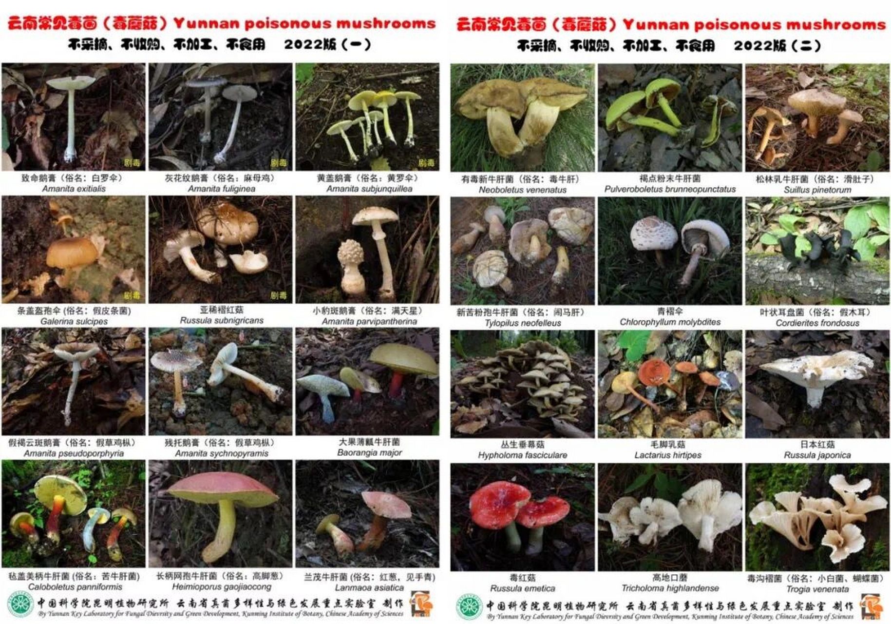 2022年云南省常见毒菌(毒蘑菇)共计24种