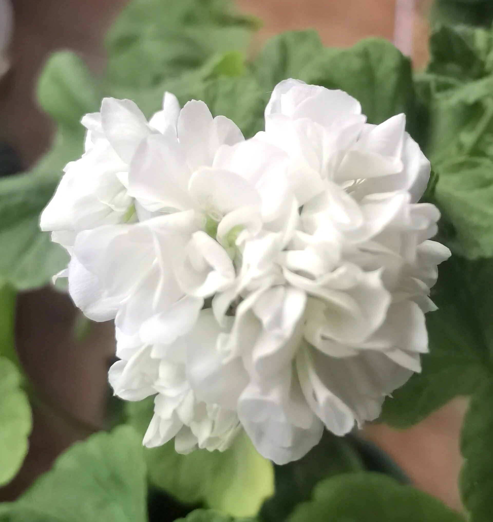 白色直立天竺葵对比 图一晨曲,图二栀子花,图三寂静之声,图四晨曲与