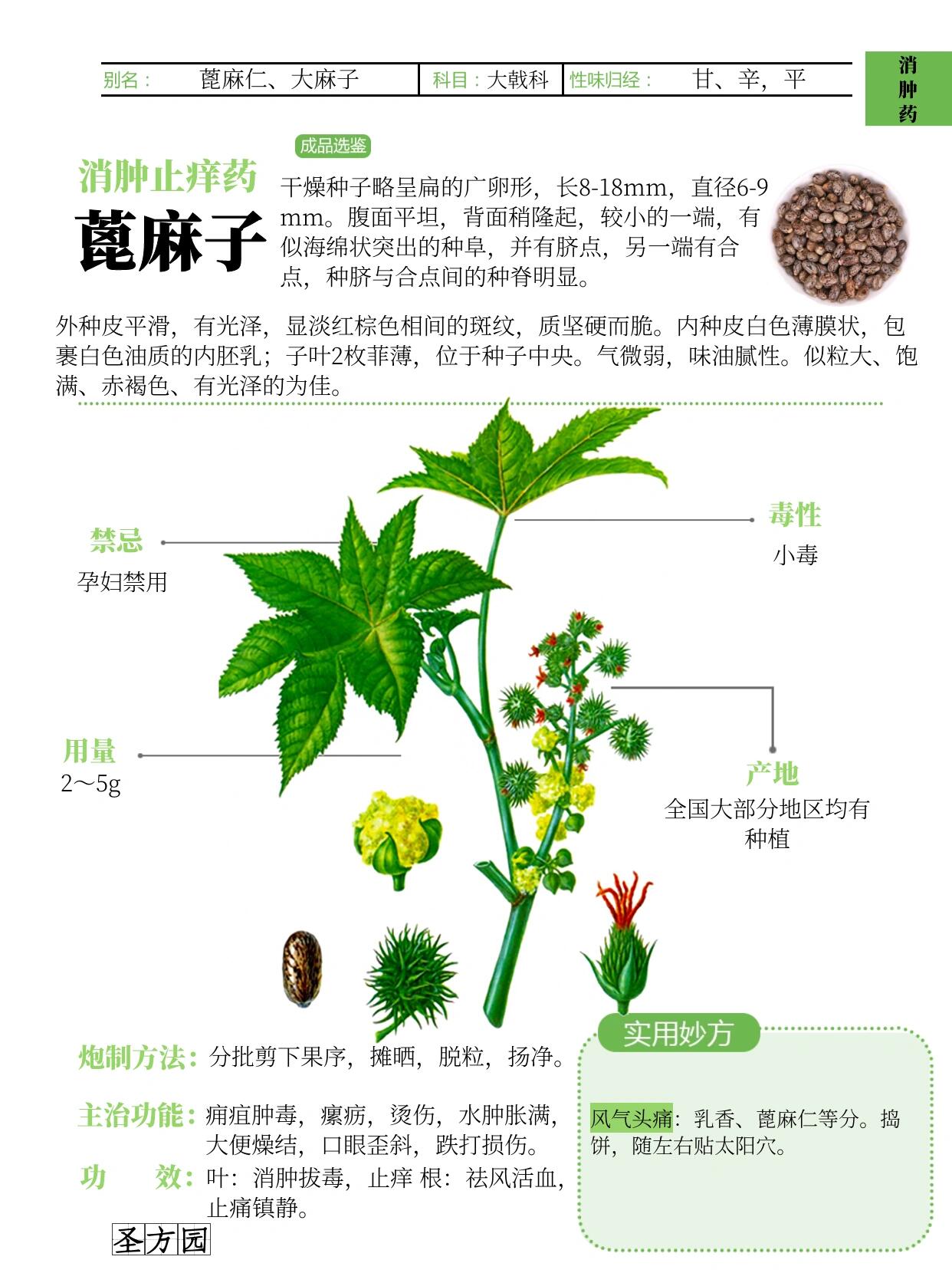 每日学一药:蓖麻子 300味中药知识地图:第十位蓖麻子