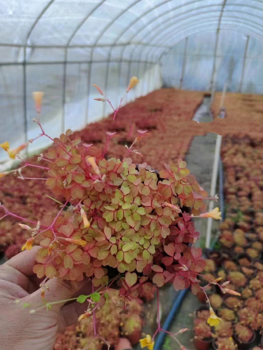 熔岩酢浆草盆栽云南昆明绿植花卉基地养护