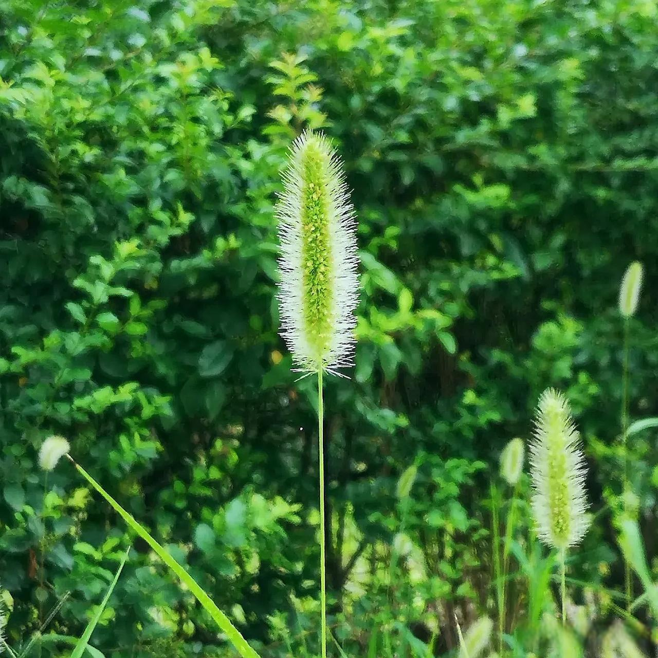 小时候常玩的狗尾巴花儿时记忆中的花