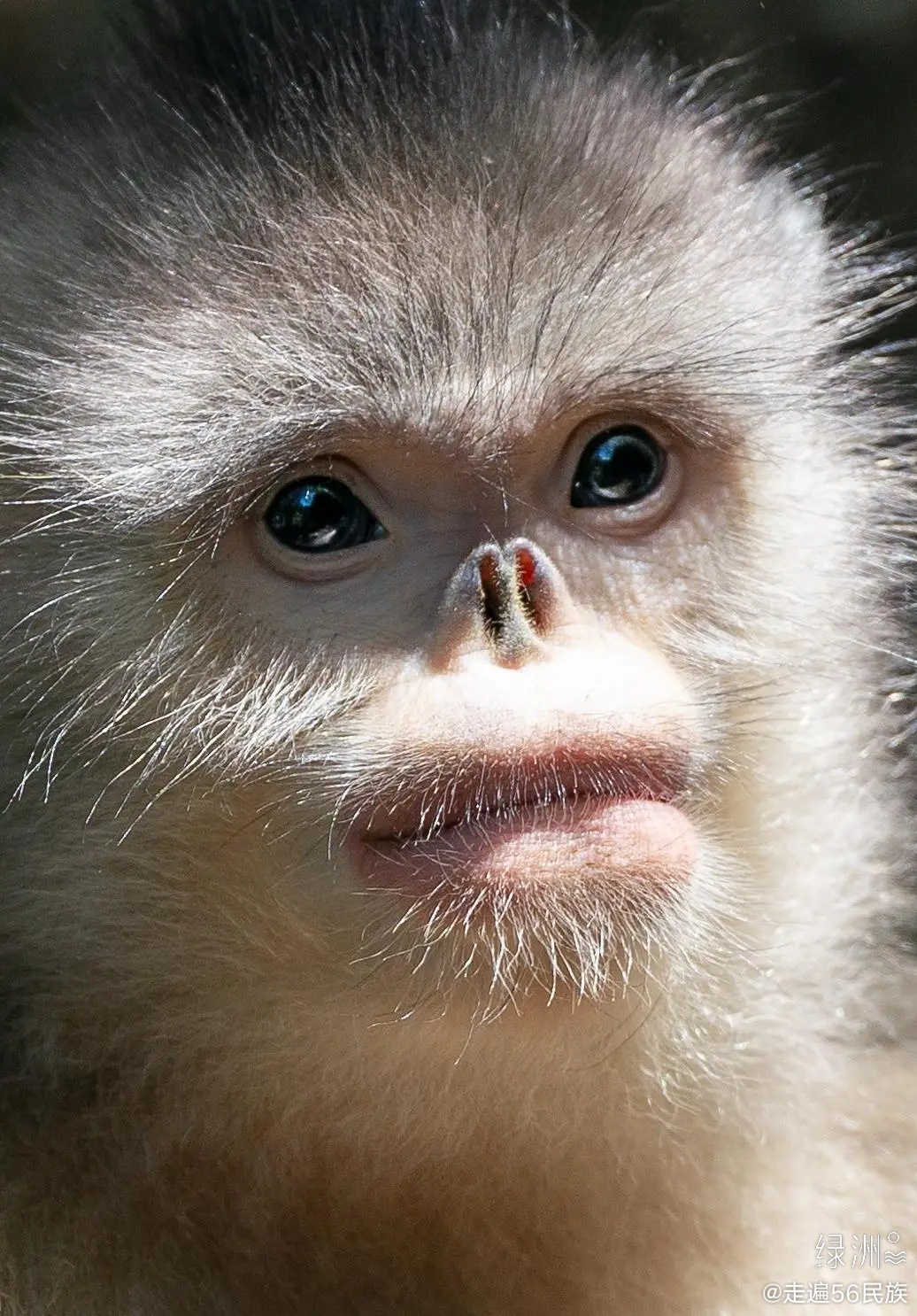 滇金丝猴,在白马雪山的快乐生活  国家一级保护动物滇金丝猴是世界