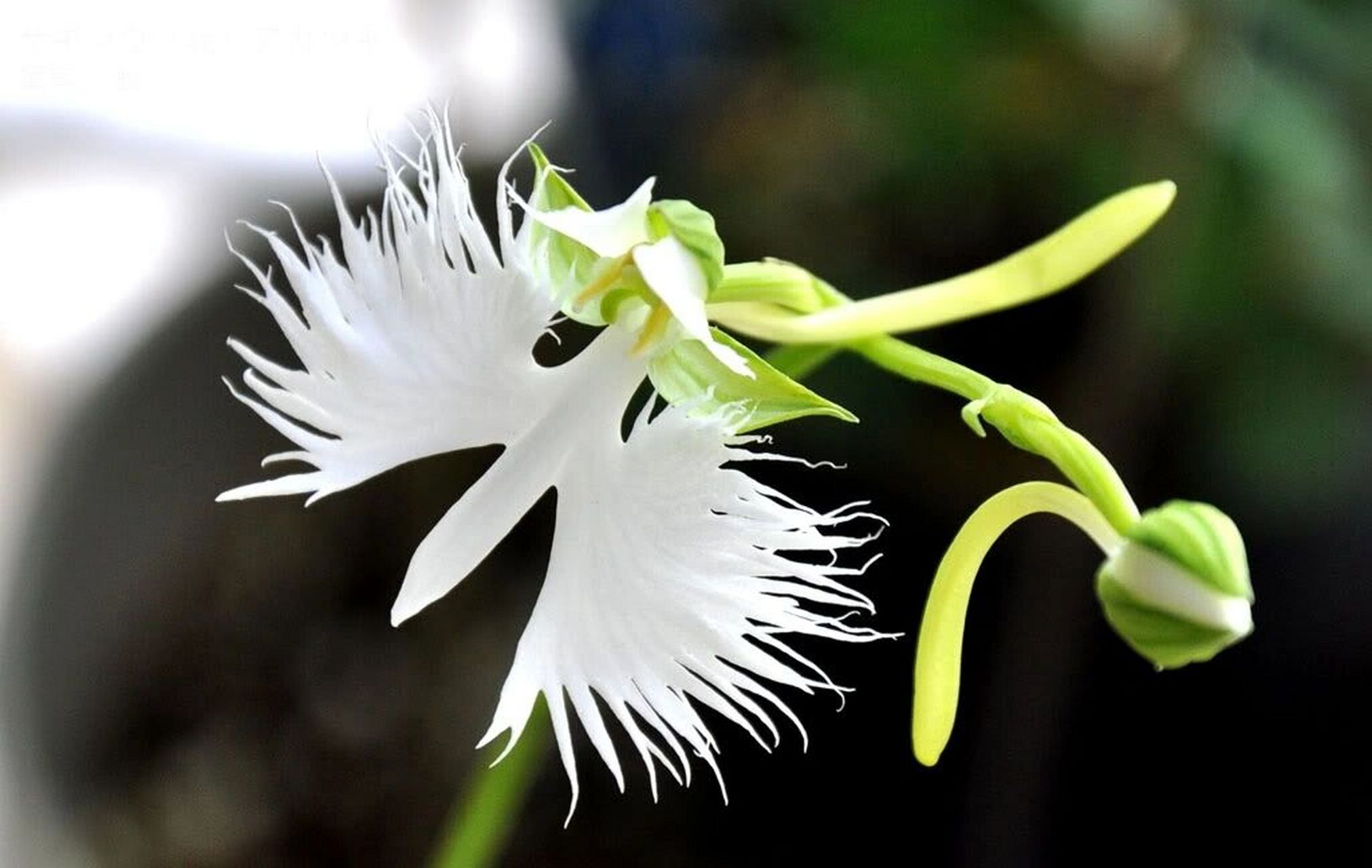 狭穗鹭兰---白鹭花 花题材: 狭穗鹭兰 因花朵宛如翩然欲飞的白鹭,故