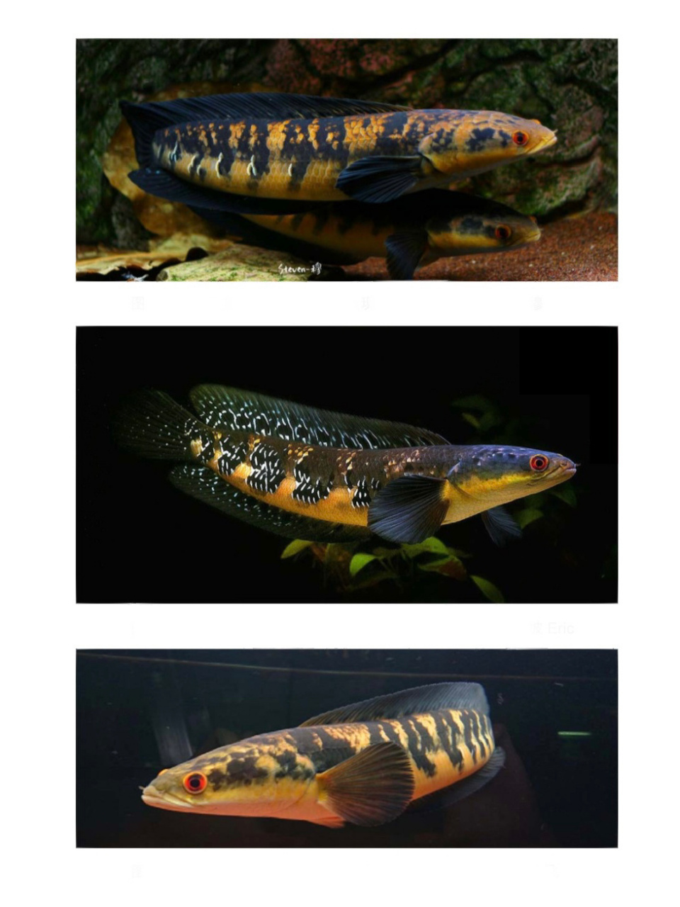 大型雷龙鱼介绍:黑魔神雷龙 大型雷龙鱼介绍:黑魔神雷龙