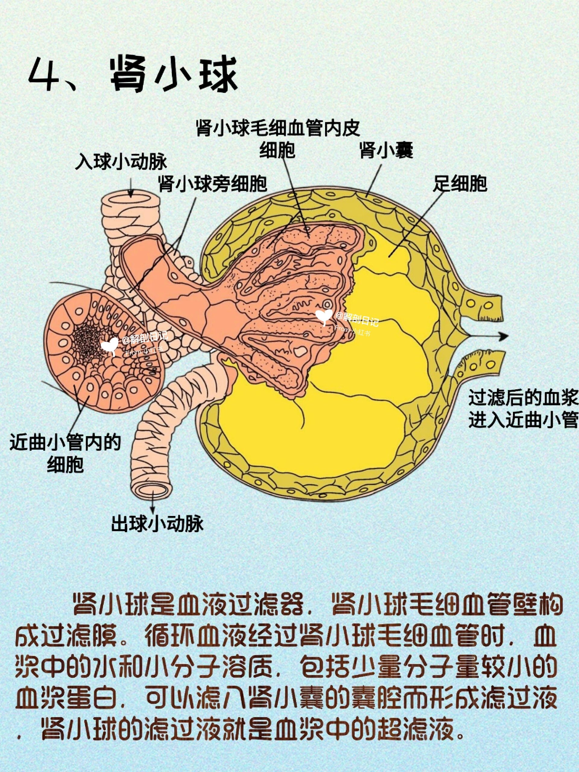 器官解剖之肾脏  简介 肾 是实质性器官