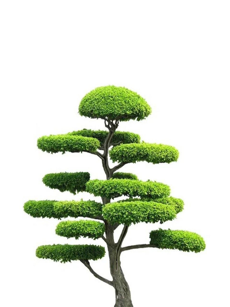 各种各样的树素材 各种各样的树