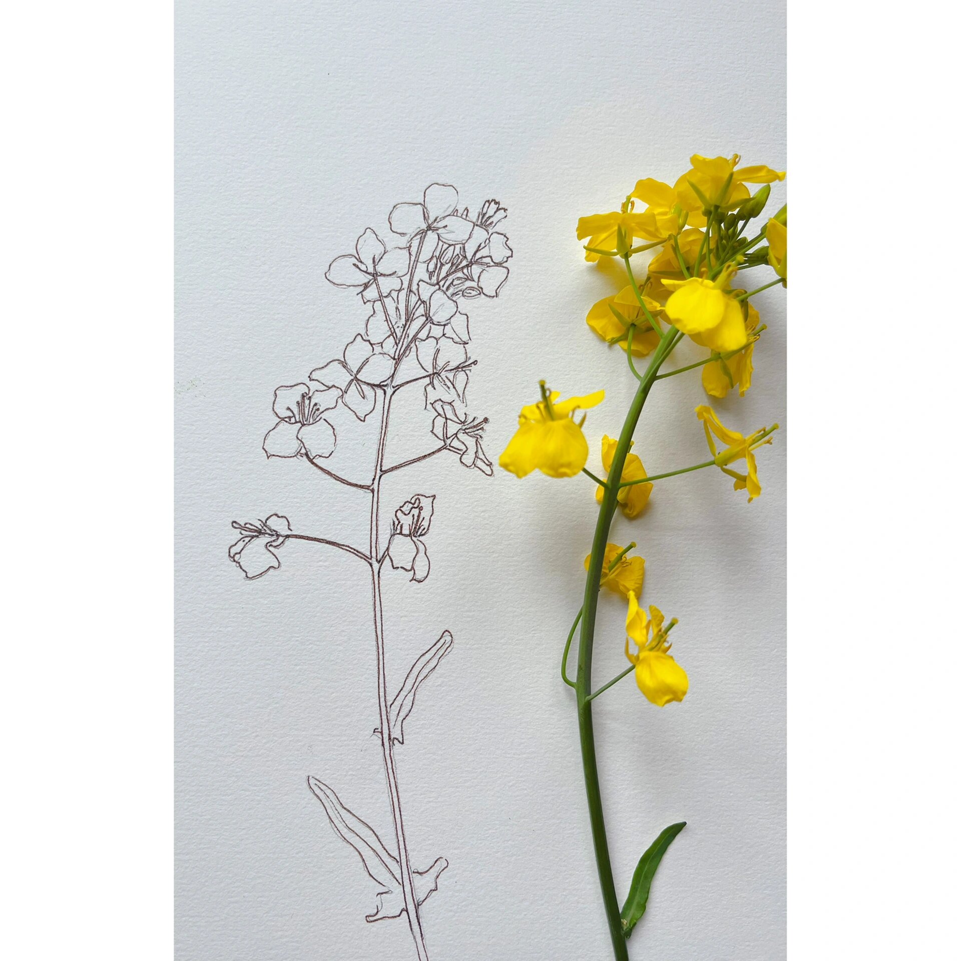 油菜花 线描