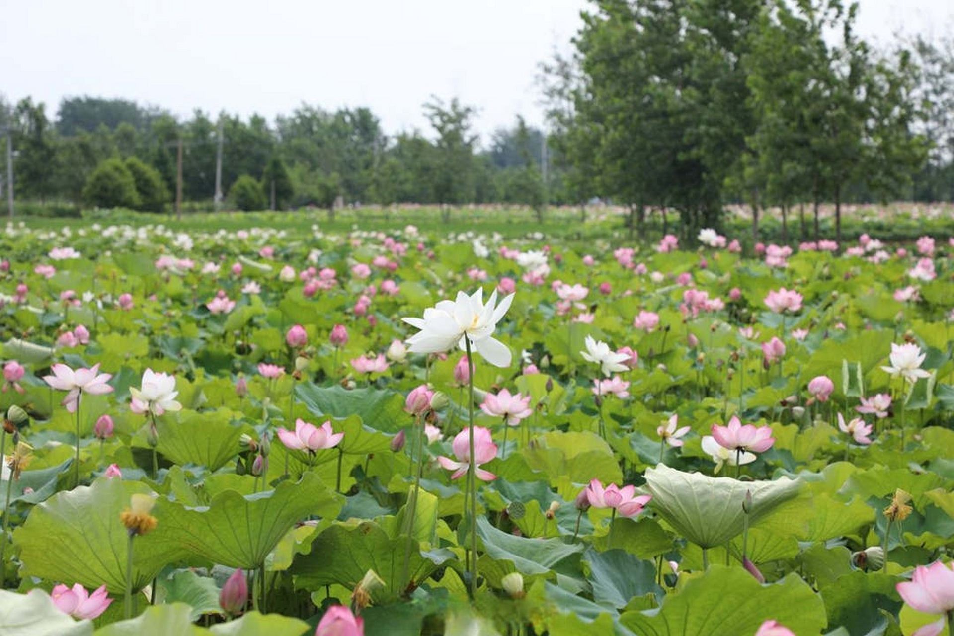 【河南淮滨:荷花开 长夏来】6月28日,在河南省信阳市淮滨县期思镇陈洼
