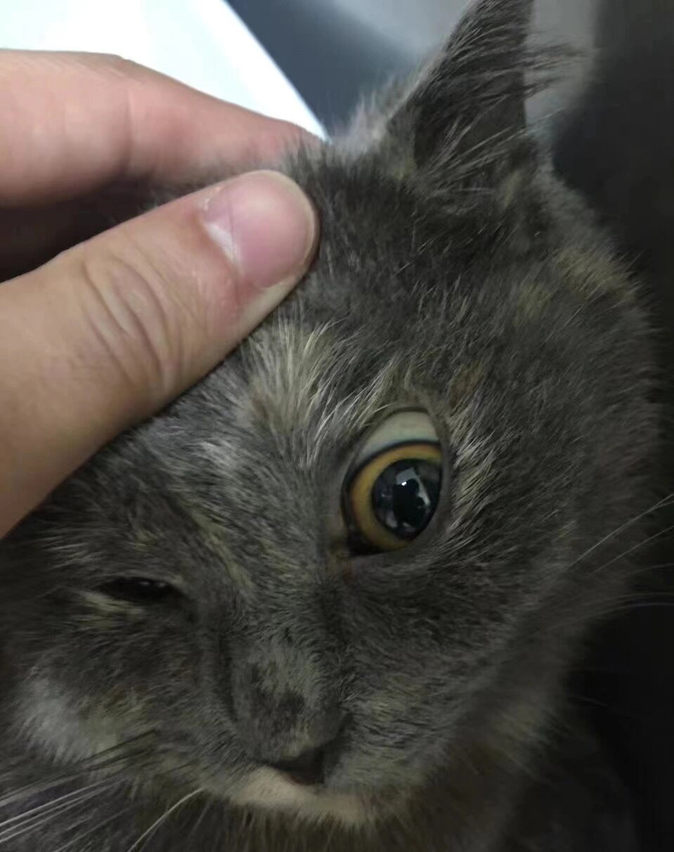 安乐死,会不会后悔 我家猫一开始不吃不喝送医y,因为吐得厉害就打了针