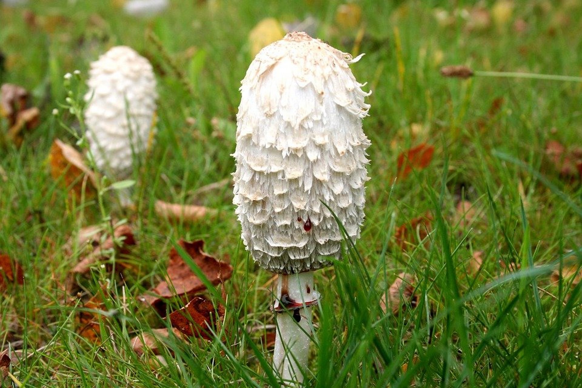 白蘑菇,像小绵羊似的,很可爱~ #植物趣图