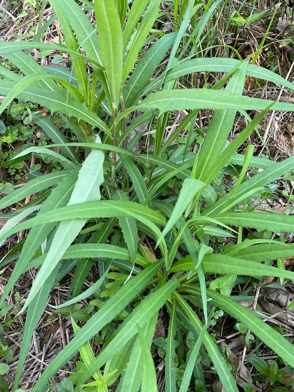 野生苦麦菜 看了好多野菜贴子,今天终于轮到我了,请问:图上是野生苦麦