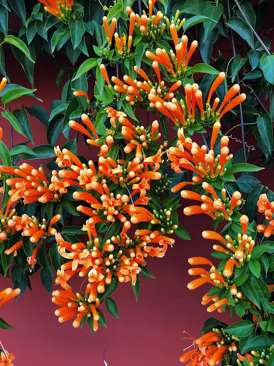 炮仗花的花语是红红火火 它的花朵颜色鲜艳,且花朵形状和鞭炮相似