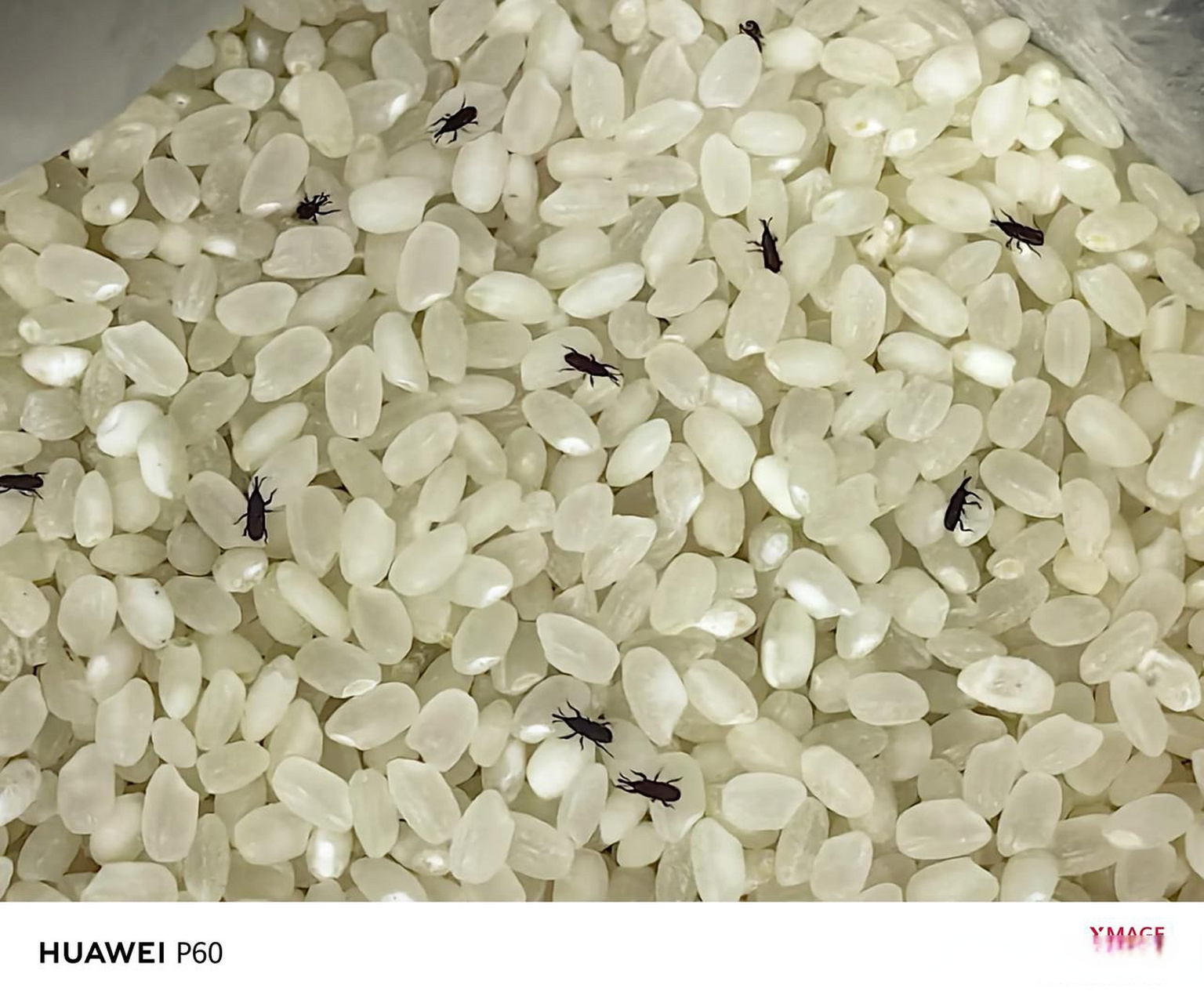 米里的虫子 这长满了米象的米不能吃吗? 怎么才能杀灭它们?