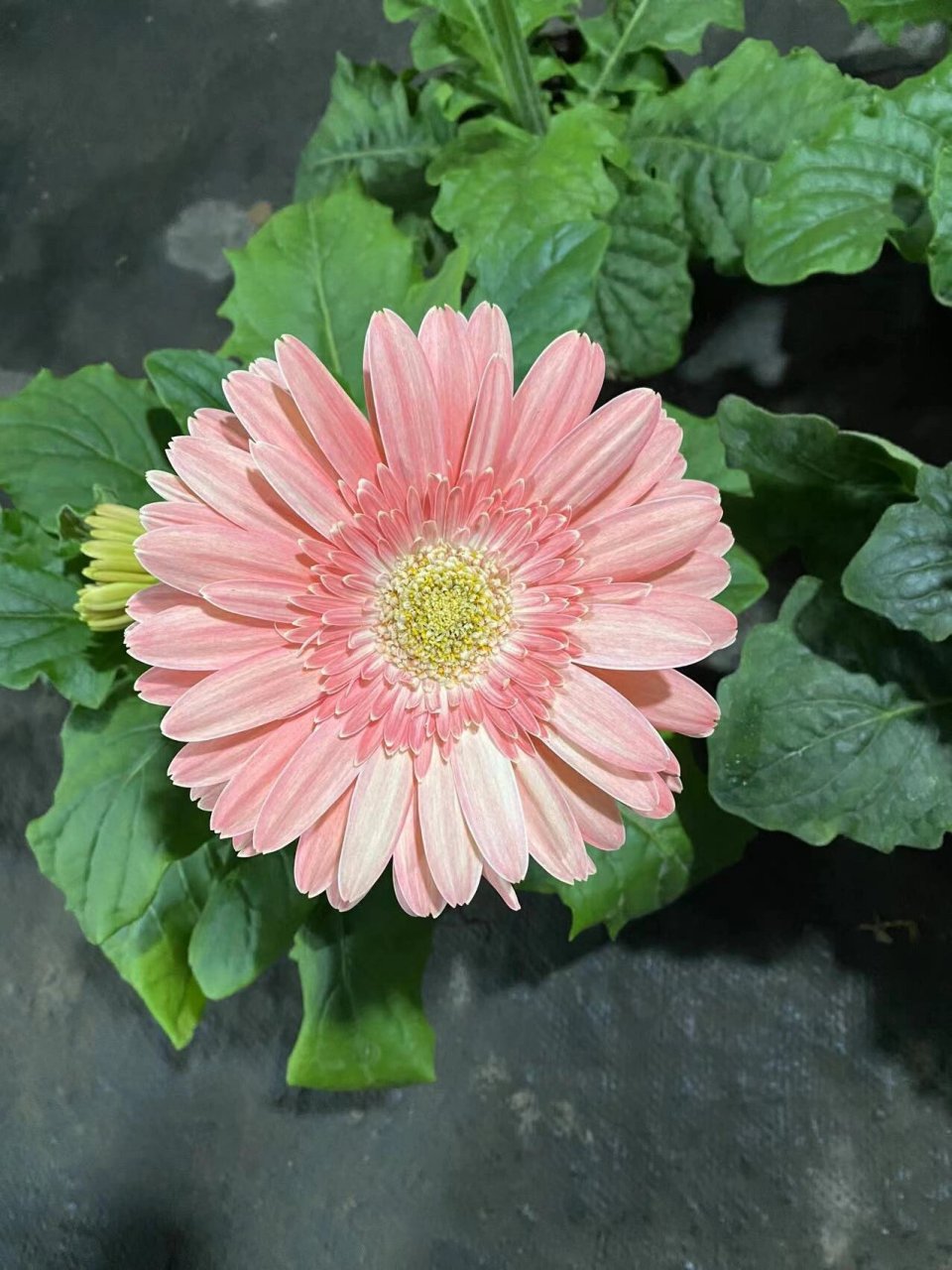 新手友好|非洲菊养护指南 建议收藏 8815习性 1.